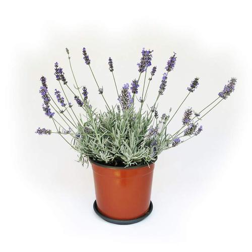 LAVANDA VASO*** SOLO COLLI INTERI