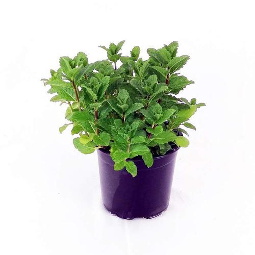 MENTA VASO*** SOLO COLLI INTERI