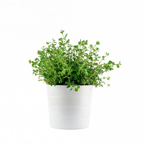 ORIGANO VASO*** SOLO COLLI INTERI