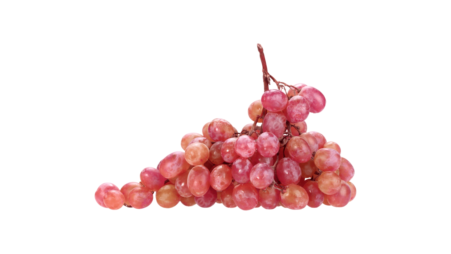 UVA ROSATA