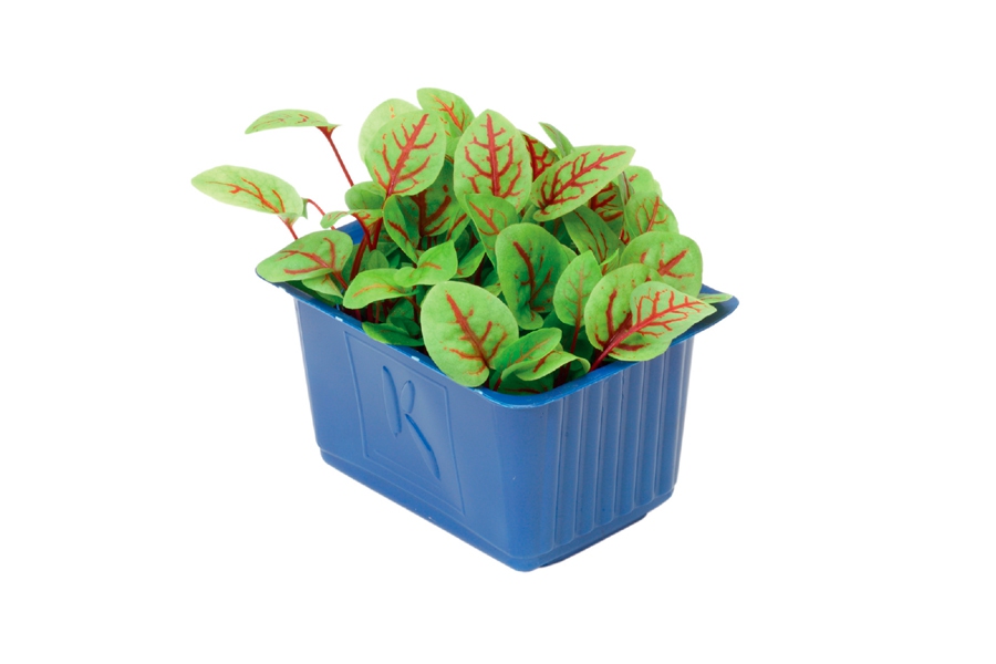 VENA CRESS